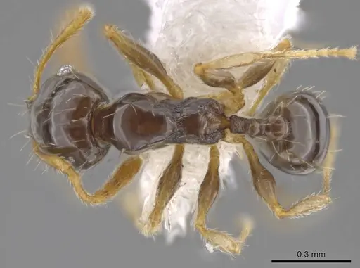 Pheidole albipes specimen CASENT0614168 image casent0614168_1