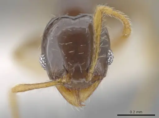 Pheidole albipes specimen CASENT0614168 image casent0614168_2