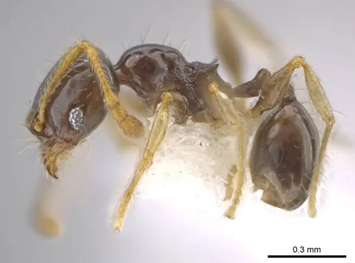 Pheidole albipes specimen CASENT0614168 image casent0614168_3