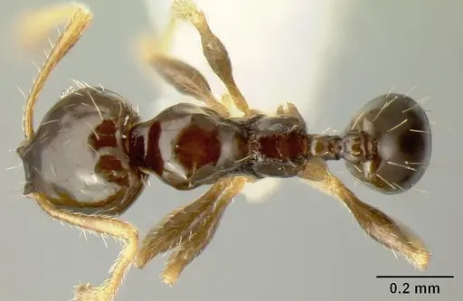 Pheidole albipes specimen JTLC000009724 image jtlc000009724_1