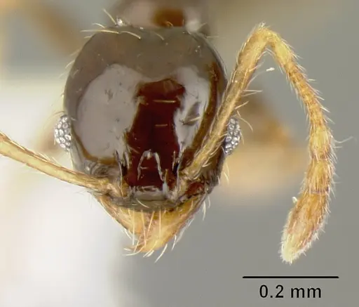 Pheidole albipes specimen JTLC000009724 image jtlc000009724_2