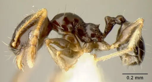 Pheidole albipes specimen JTLC000009724 image jtlc000009724_3