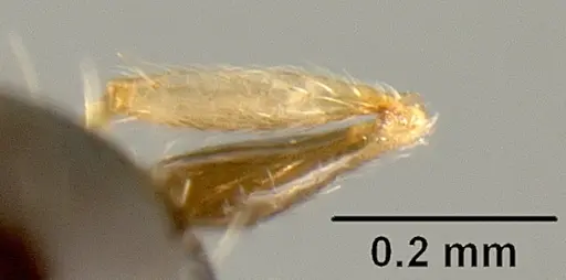 Pheidole albipes specimen JTLC000009724 image jtlc000009724_4