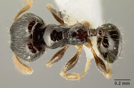 Pheidole albipes specimen JTLC000010035 image jtlc000010035_1