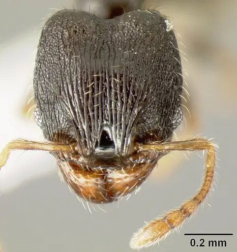 Pheidole albipes specimen JTLC000010035 image jtlc000010035_2