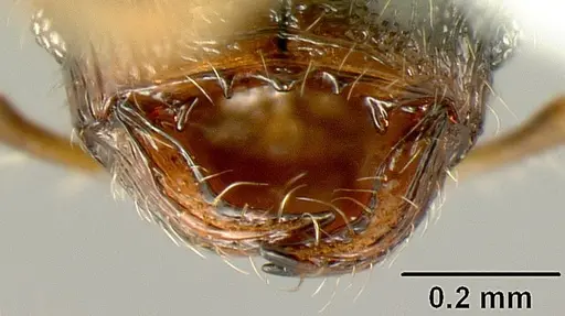 Pheidole albipes specimen JTLC000010035 image jtlc000010035_3