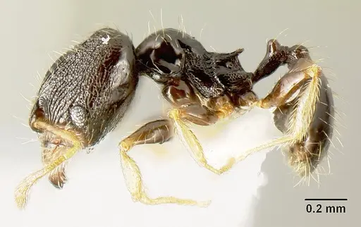 Pheidole albipes specimen JTLC000010035 image jtlc000010035_4