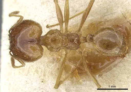 Pheidole alfaroi specimen CASENT0904396 image casent0904396_1