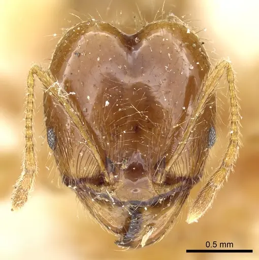 Pheidole alfaroi specimen CASENT0904396 image casent0904396_2