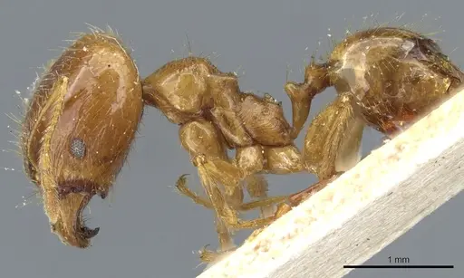 Pheidole alfaroi specimen CASENT0904396 image casent0904396_3