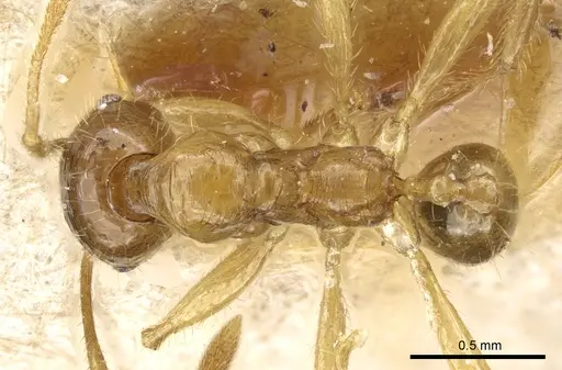 Pheidole alfaroi specimen CASENT0904397 image casent0904397_1
