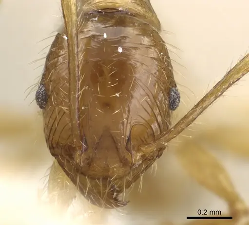 Pheidole alfaroi specimen CASENT0904397 image casent0904397_2