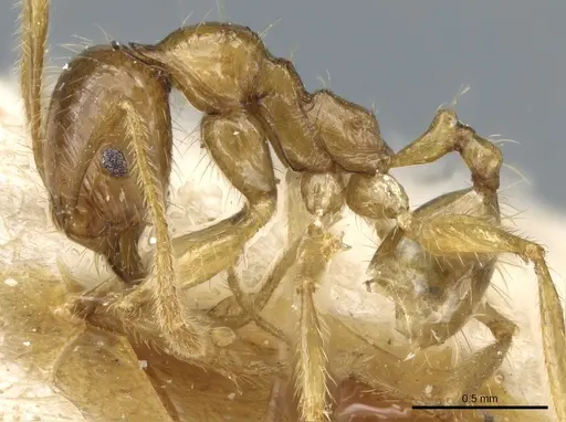 Pheidole alfaroi specimen CASENT0904397 image casent0904397_3