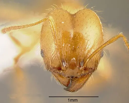Pheidole alfaroi specimen INB0003213947 image inb0003213947_1
