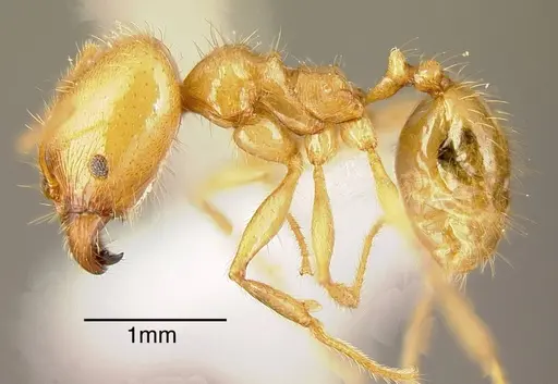 Pheidole alfaroi specimen INB0003213947 image inb0003213947_2