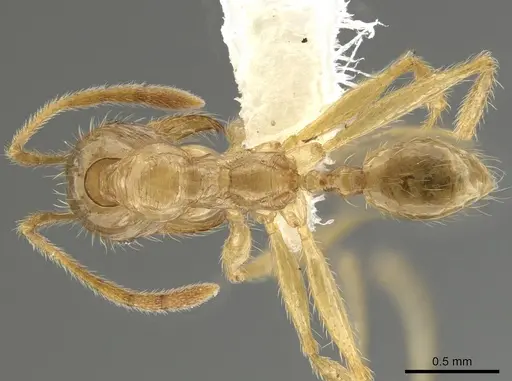 Pheidole alfaroi specimen INB0003659296 image inb0003659296_1