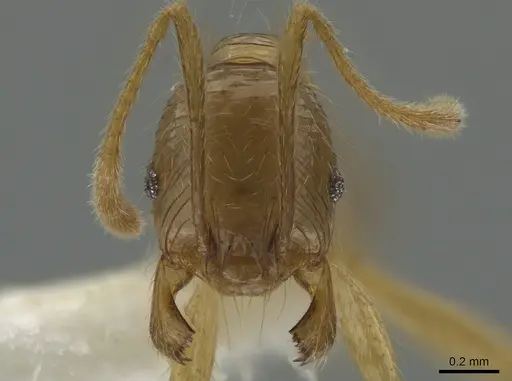 Pheidole alfaroi specimen INB0003659296 image inb0003659296_2