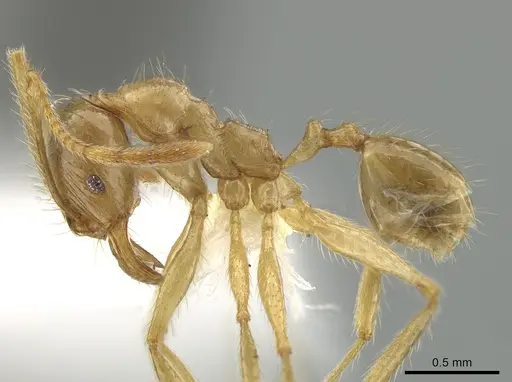 Pheidole alfaroi specimen INB0003659296 image inb0003659296_3