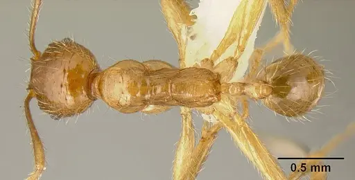 Pheidole alfaroi specimen INB0003659308 image inb0003659308_1