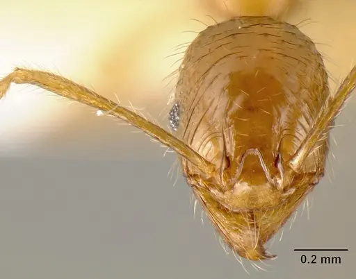 Pheidole alfaroi specimen INB0003659308 image inb0003659308_2