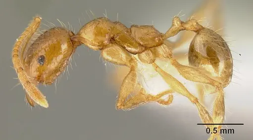 Pheidole alfaroi specimen INB0003659308 image inb0003659308_3