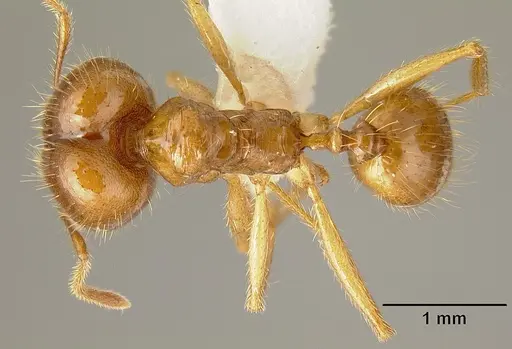 Pheidole alfaroi specimen INB0003665062 image inb0003665062_1