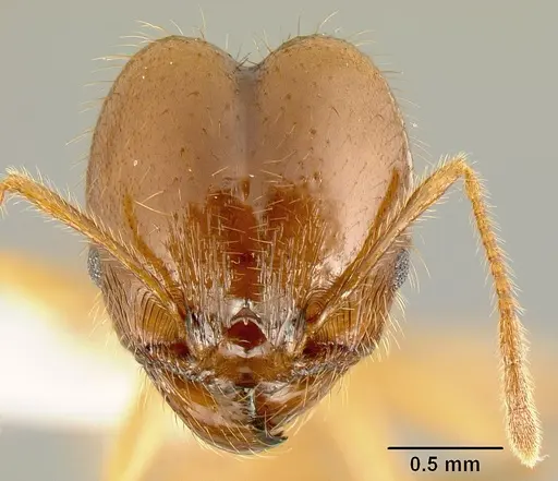 Pheidole alfaroi specimen INB0003665062 image inb0003665062_2