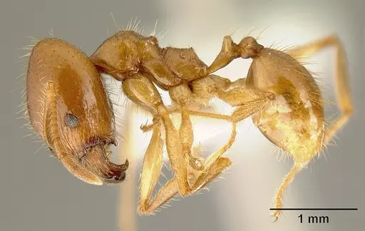 Pheidole alfaroi specimen INB0003665062 image inb0003665062_3