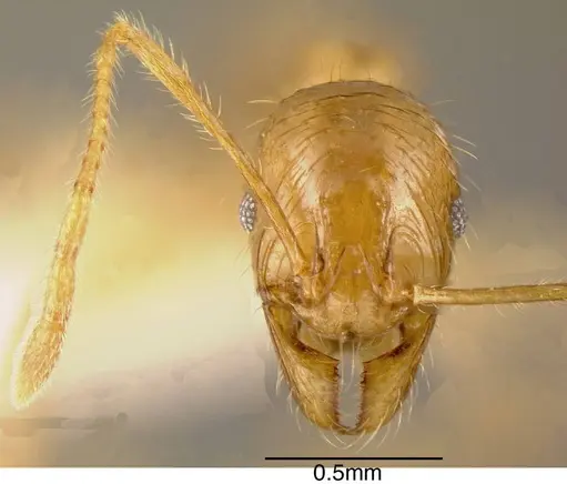 Pheidole alfaroi specimen INBIOCRI002279386 image inbiocri002279386_1