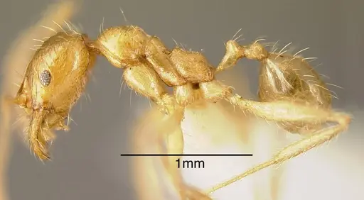 Pheidole alfaroi specimen INBIOCRI002279386 image inbiocri002279386_2