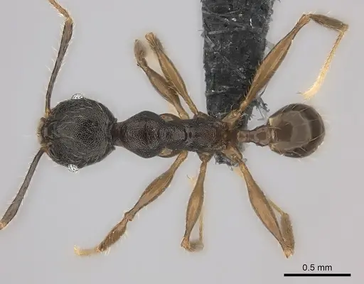 Pheidole alina specimen CASENT0153229 image casent0153229_1