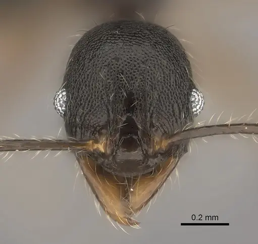 Pheidole alina specimen CASENT0153229 image casent0153229_2