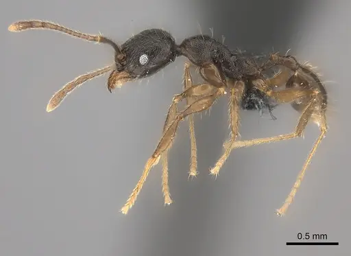 Pheidole alina specimen CASENT0153229 image casent0153229_3