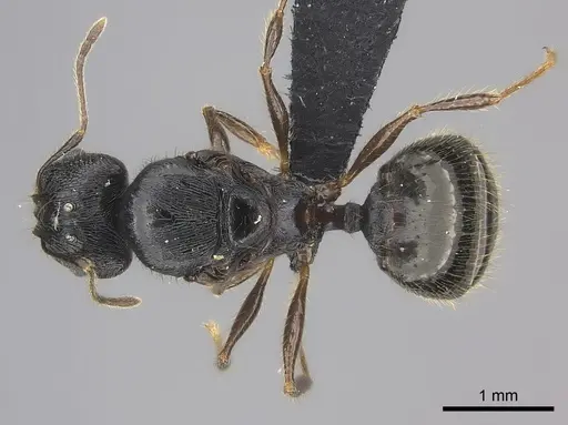Pheidole alina specimen CASENT0235123 image casent0235123_1