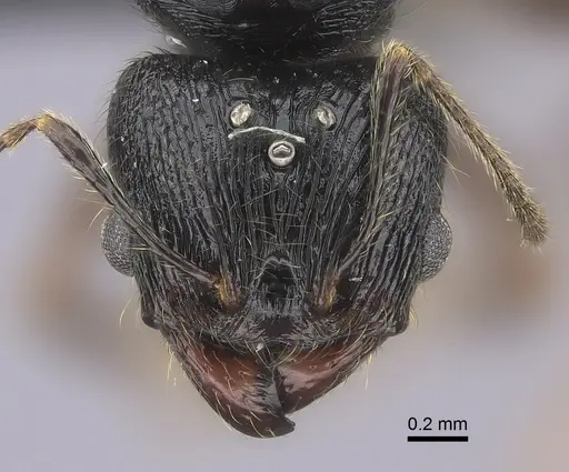 Pheidole alina specimen CASENT0235123 image casent0235123_2