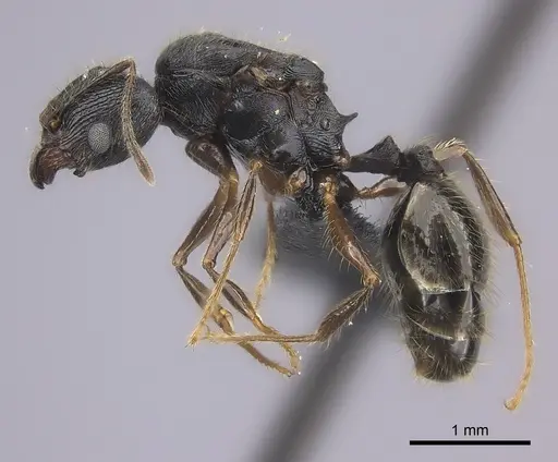 Pheidole alina specimen CASENT0235123 image casent0235123_3
