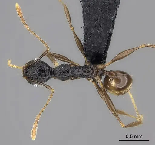 Pheidole alina specimen CASENT0487331 image casent0487331_1
