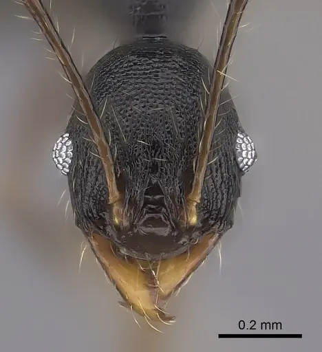 Pheidole alina specimen CASENT0487331 image casent0487331_2