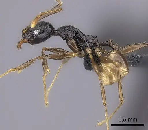 Pheidole alina specimen CASENT0487331 image casent0487331_3