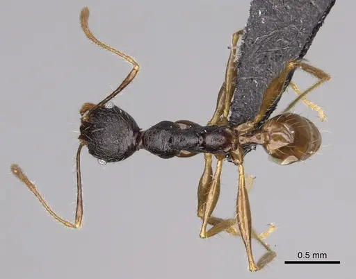 Pheidole alina specimen CASENT0487334 image casent0487334_1