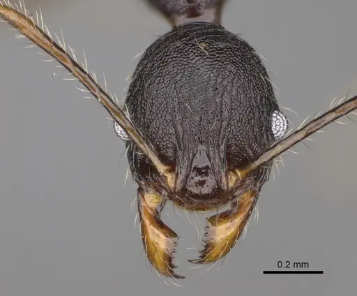 Pheidole alina specimen CASENT0487334 image casent0487334_2