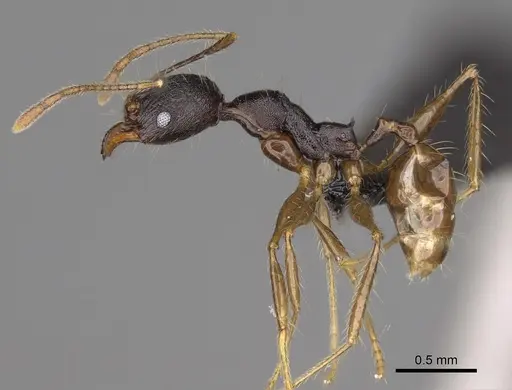 Pheidole alina specimen CASENT0487334 image casent0487334_3