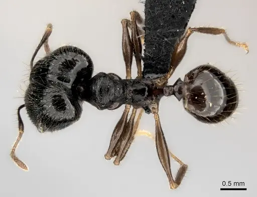 Pheidole alina specimen CASENT0487336 image casent0487336_1