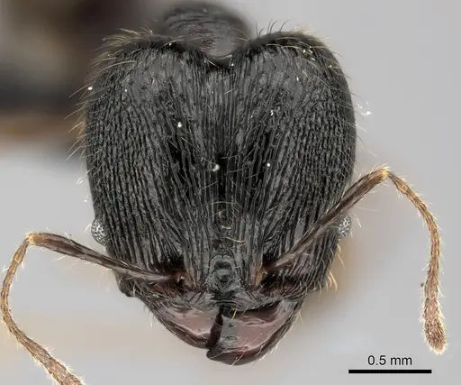 Pheidole alina specimen CASENT0487336 image casent0487336_2
