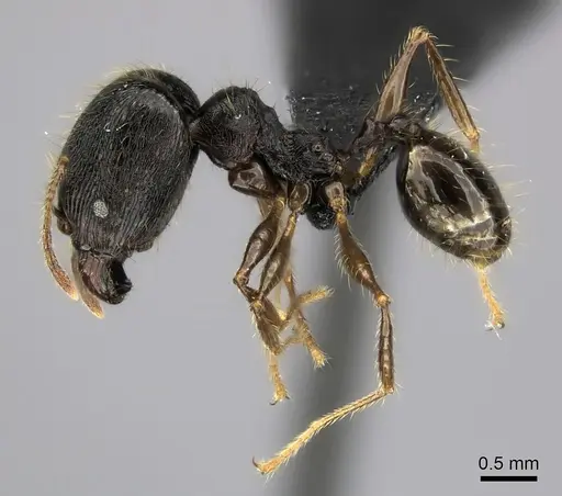 Pheidole alina specimen CASENT0487336 image casent0487336_3