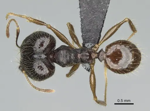 Pheidole alina specimen CASENT0923257 image casent0923257_1