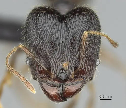 Pheidole alina specimen CASENT0923257 image casent0923257_2