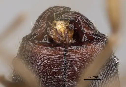 Pheidole alina specimen CASENT0923257 image casent0923257_3
