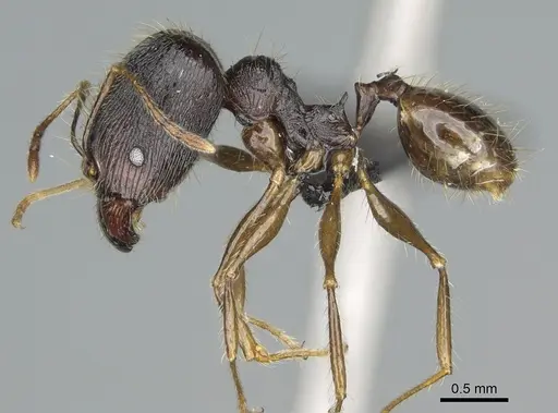 Pheidole alina specimen CASENT0923257 image casent0923257_4