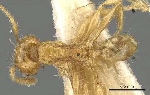 Pheidole allani specimen CASENT0901512 image casent0901512_1